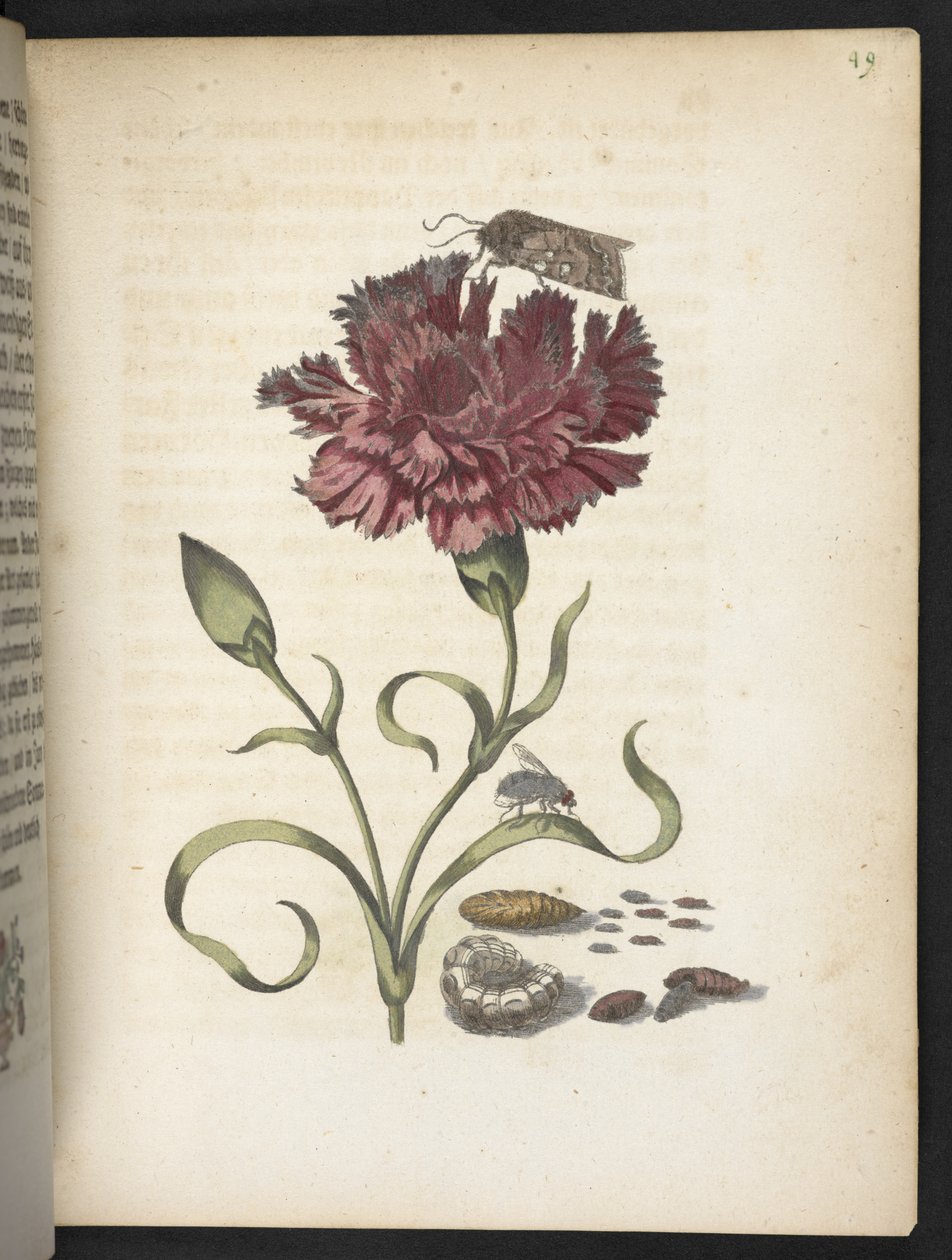 "Nádherná proměna housenek a zvláštní květinová potrava..." od Maria Sibylla Merian