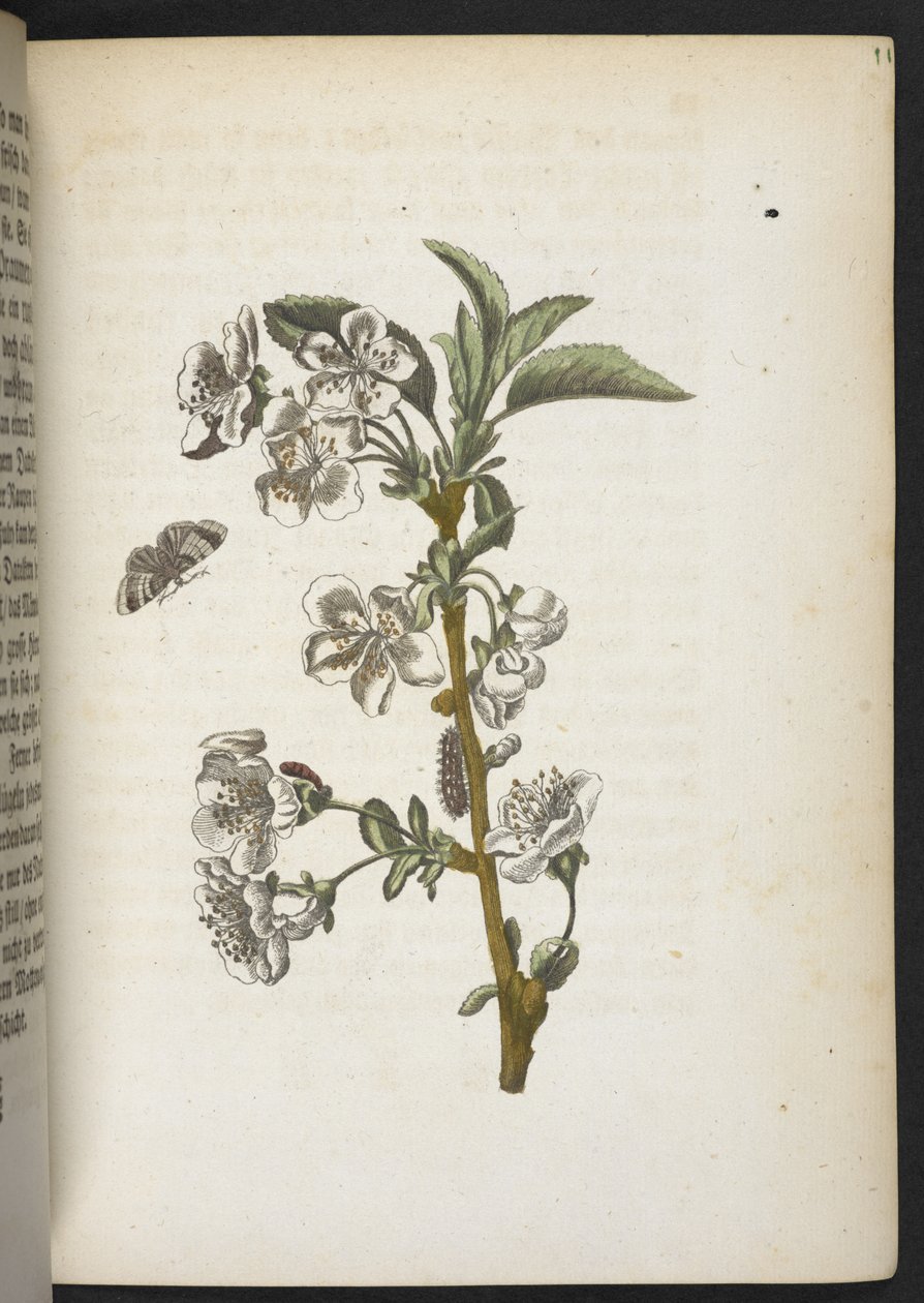 "Nádherná proměna housenek a zvláštní květinová potrava..." od Maria Sibylla Merian