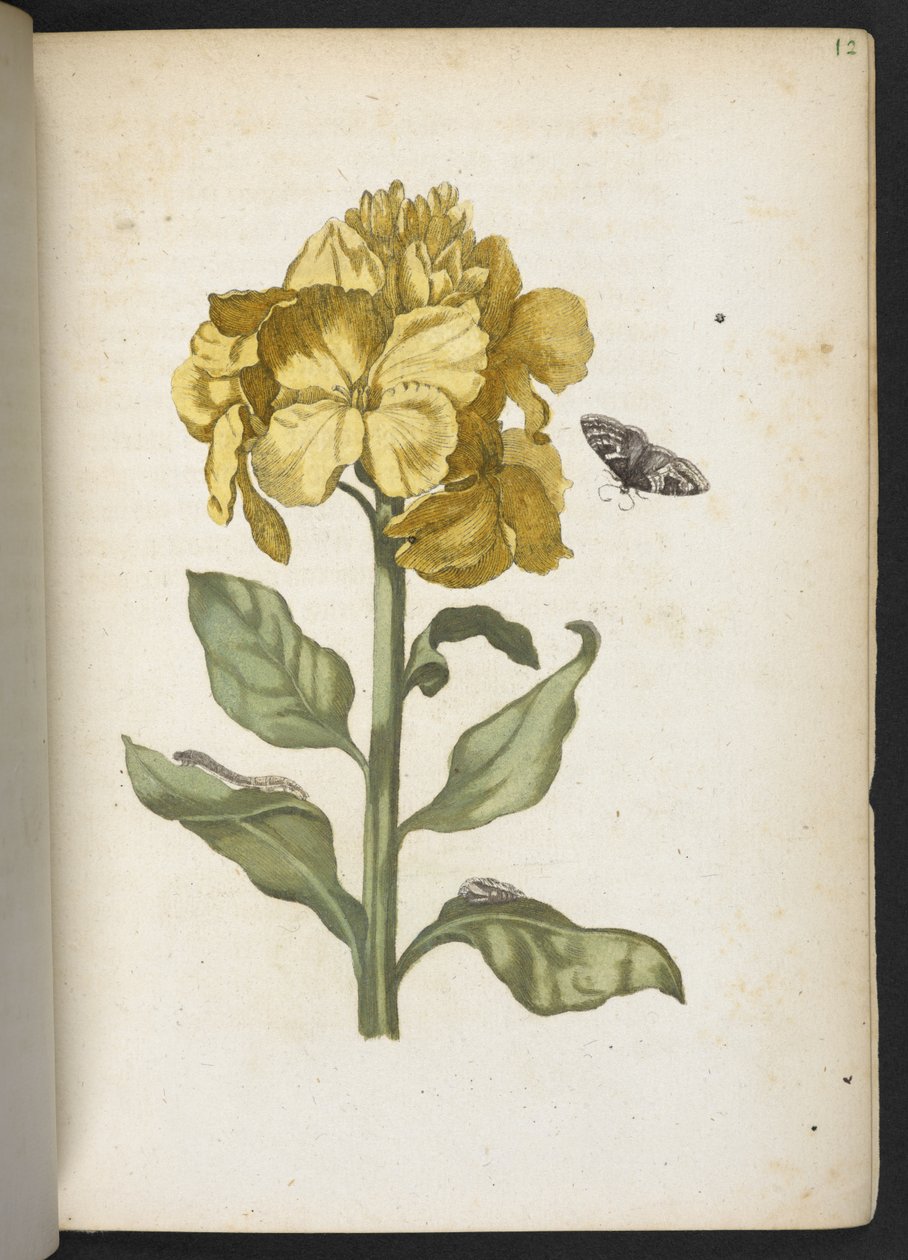 "Nádherná proměna housenek a zvláštní květinová potrava..." od Maria Sibylla Merian
