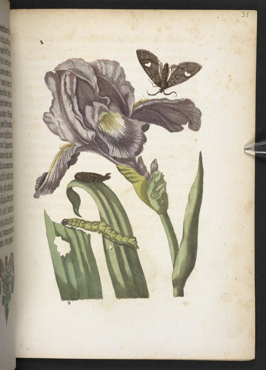 "Nádherná proměna housenek a zvláštní květinová potrava..." od Maria Sibylla Merian