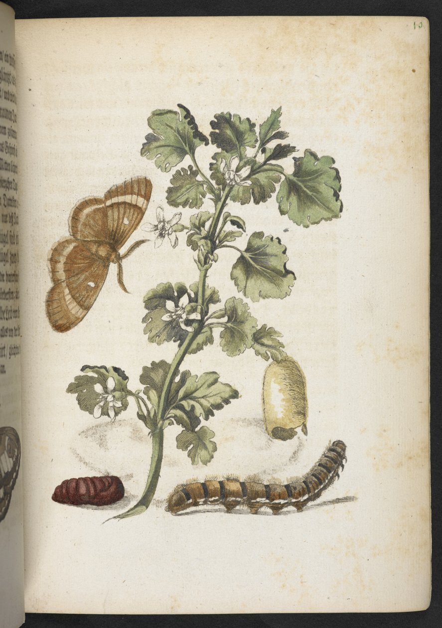 "Nádherná proměna housenek a zvláštní květinová potrava..." od Maria Sibylla Merian