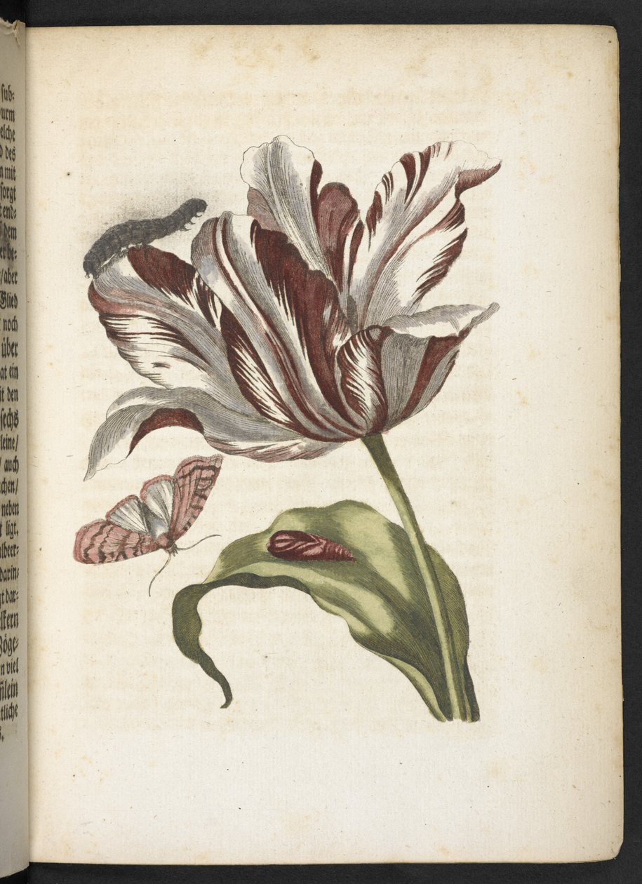 "Nádherná proměna housenek a zvláštní květinová potrava..." od Maria Sibylla Merian