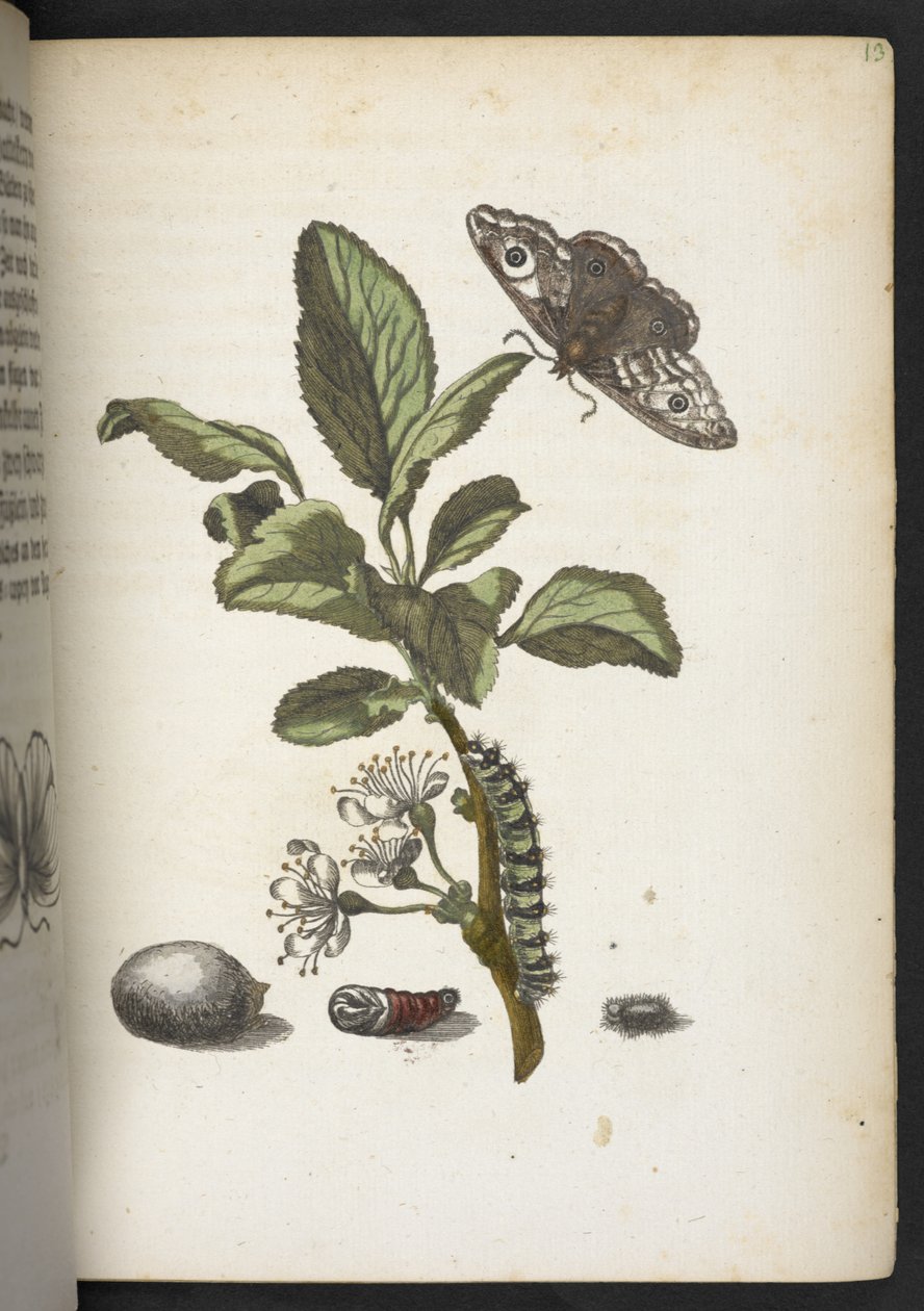 "Nádherná proměna housenek a zvláštní květinová potrava..." od Maria Sibylla Merian