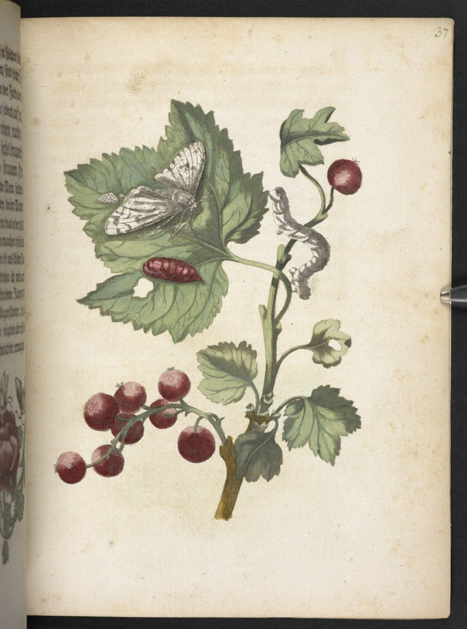 "Nádherná proměna housenek a zvláštní květinová potrava..." od Maria Sibylla Merian