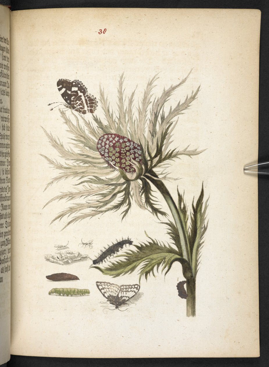 "Nádherná proměna housenek a zvláštní květinová potrava..." od Maria Sibylla Merian