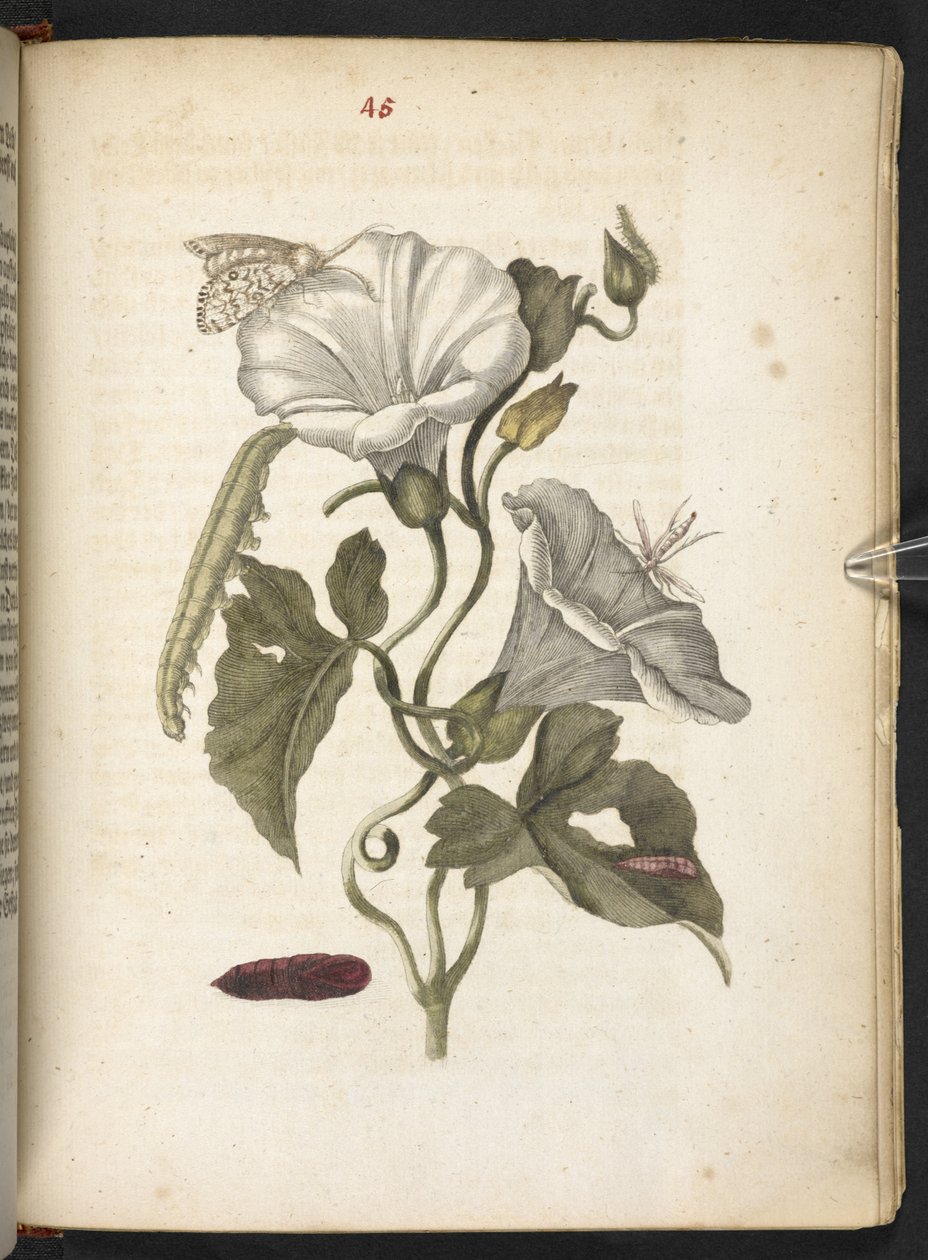"Nádherná proměna housenek a zvláštní květinová potrava..." od Maria Sibylla Merian