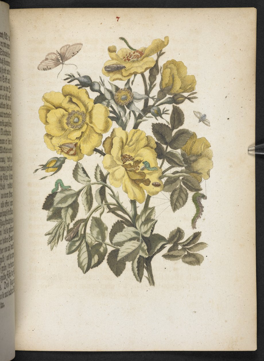 "Nádherná proměna housenek a zvláštní květinová potrava..." od Maria Sibylla Merian