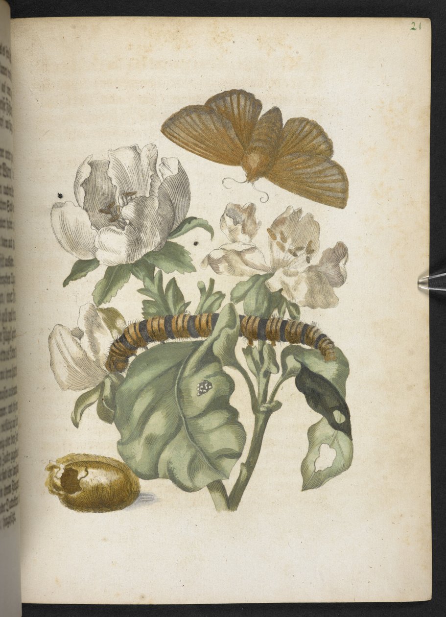 "Nádherná proměna housenek a zvláštní květinová potrava..." od Maria Sibylla Merian