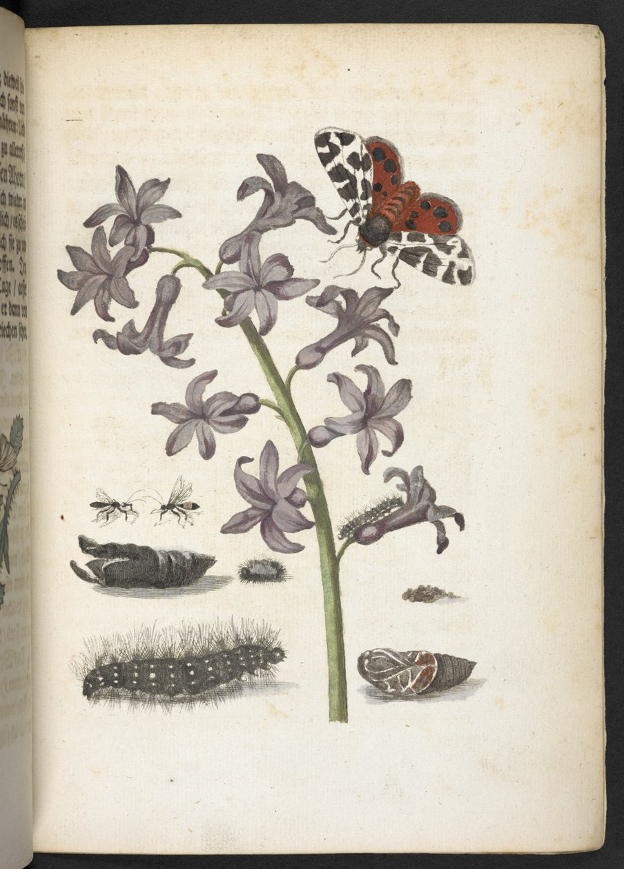 "Nádherná proměna housenek a zvláštní květinová potrava..." od Maria Sibylla Merian