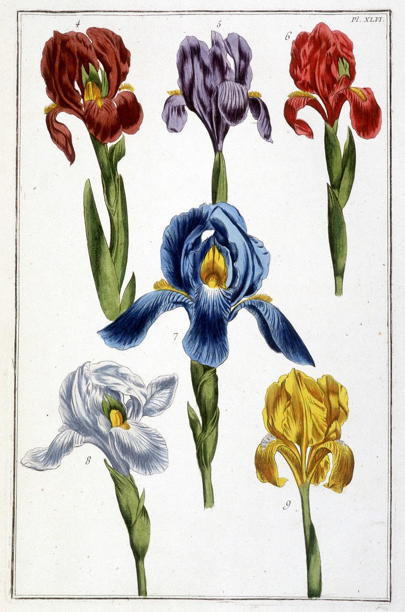 Iris - v “Histoire générale des hmyzu de Surinam et de toute l