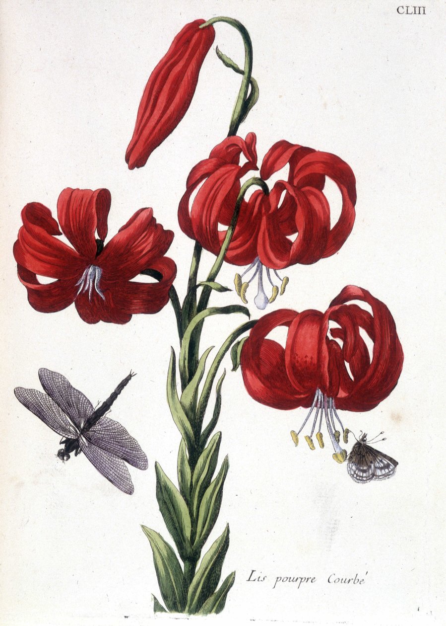 Lys (lis) fialová Curbé - v “”Histoire générale des hmyzu de Surinam et de toute l
