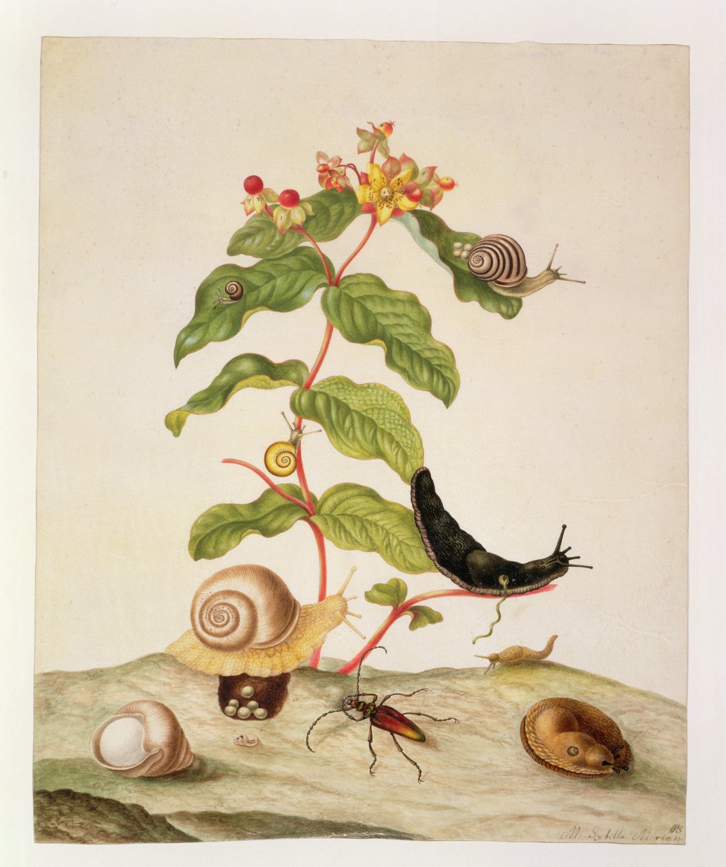 č.1146c Hypericum Baxiforum se šneky a broukem, 1695 od Maria Sibylla Merian