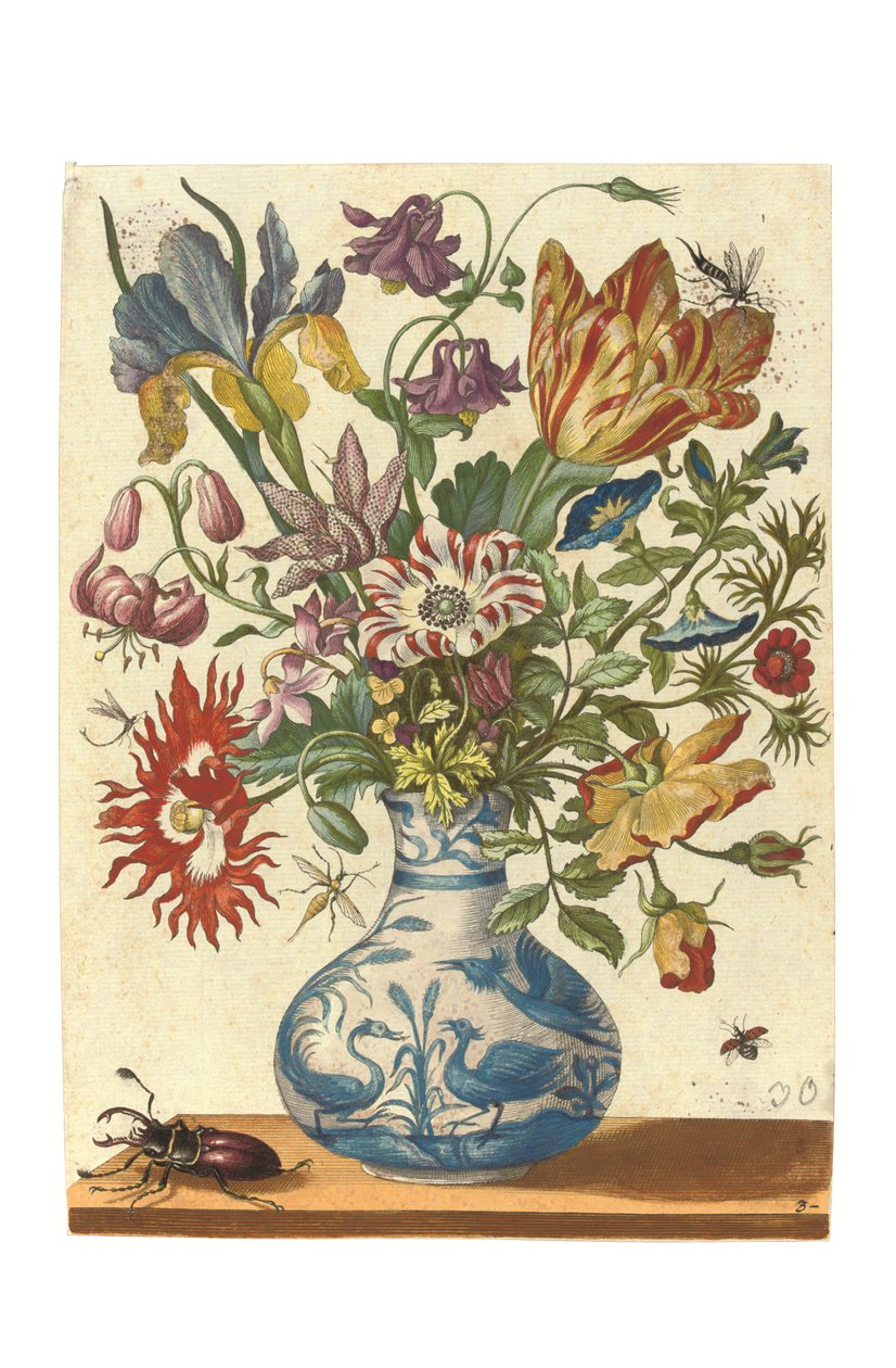 Deska z Blumenbuchu (ručně kolorovaná rytina) od Maria Sibylla Graff Merian
