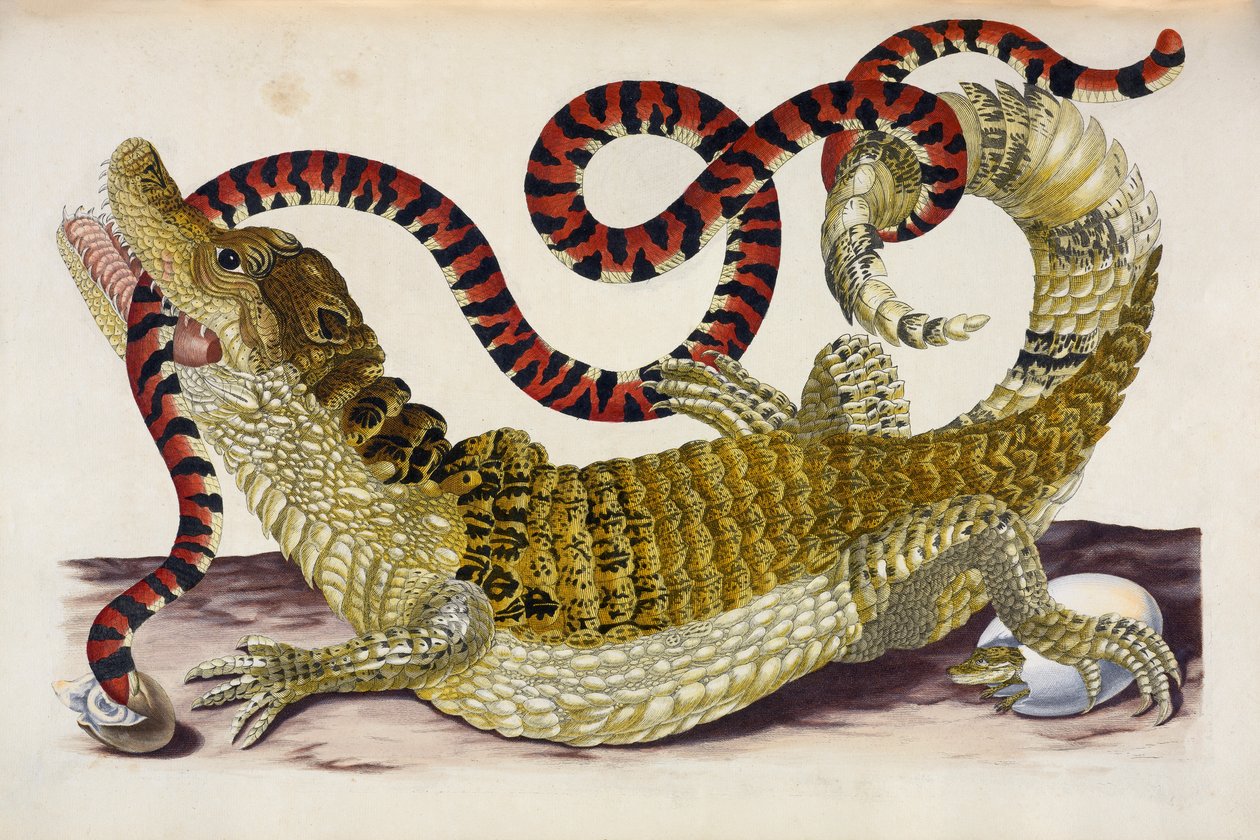 Surinam Caiman chrání svá vylíhlá mláďata před korálovým hadem od Maria Sibylla Merian