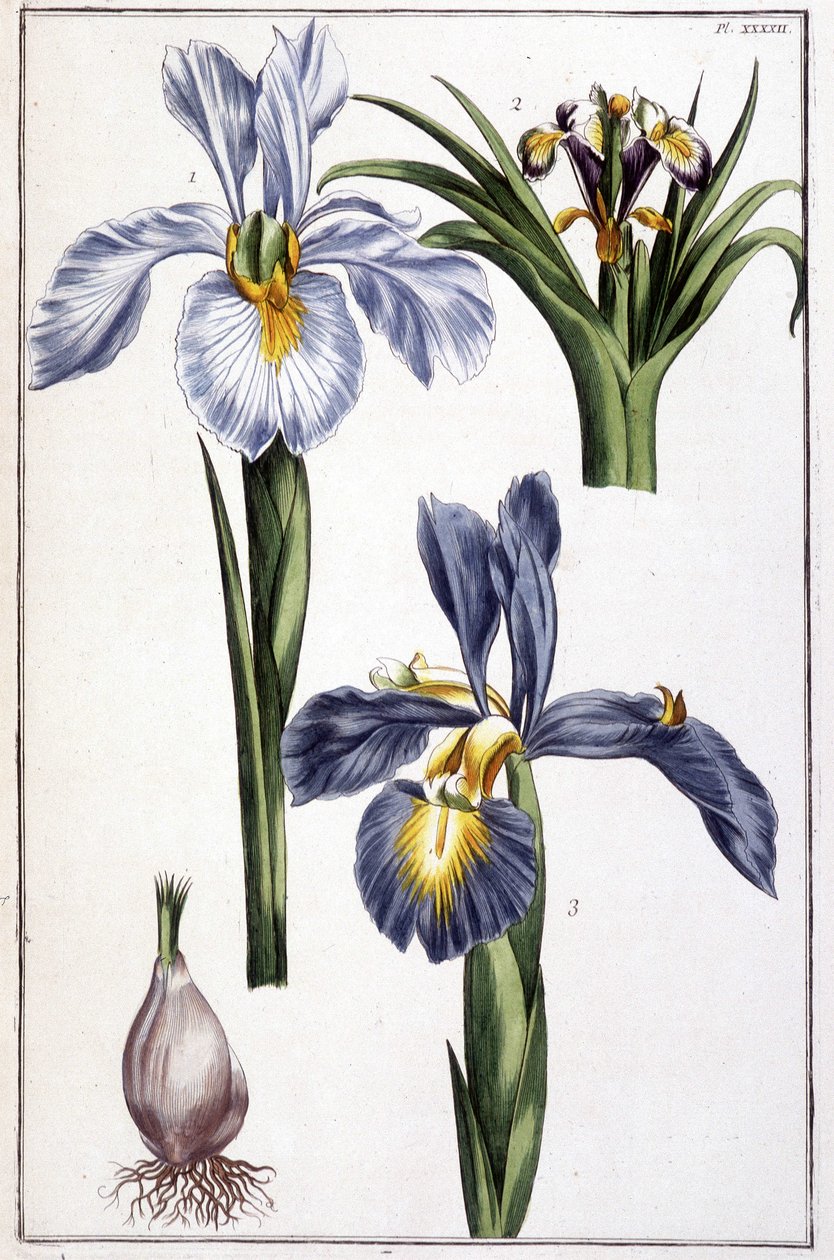 Neznámý obrázek od Maria Sibylla Merian
