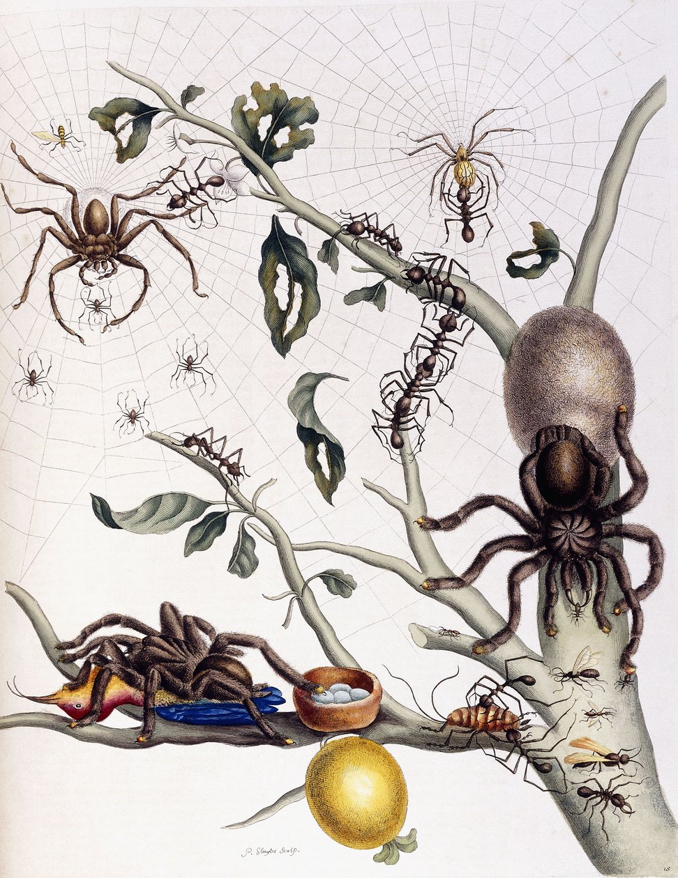 Různí pavoukovci z Jižní Ameriky, 1726 od Maria Sibylla Merian