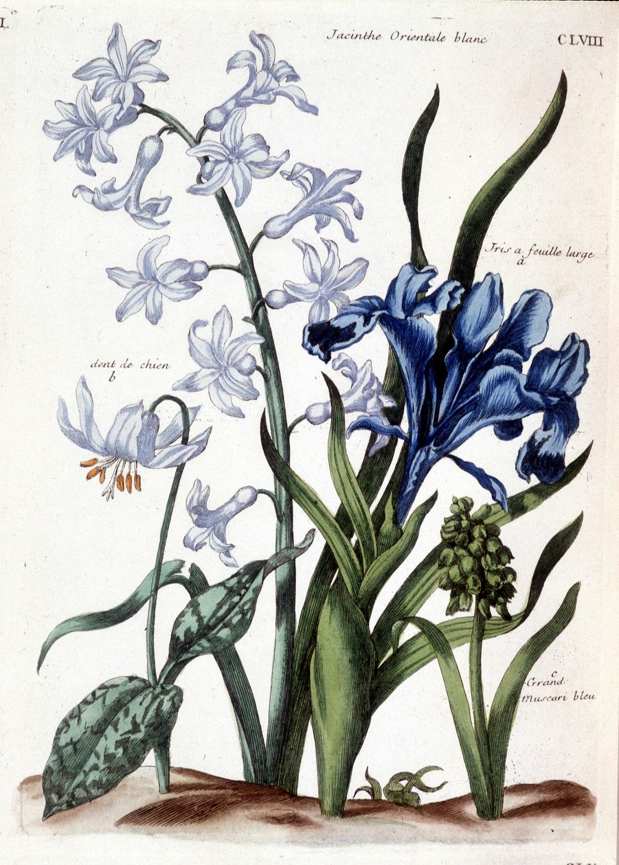 Bílý orientální hyacint, velký listový kosatec, psí zub, velké modré muscari - v „Histoire générale des hmyzu de Surinam et de toute l
