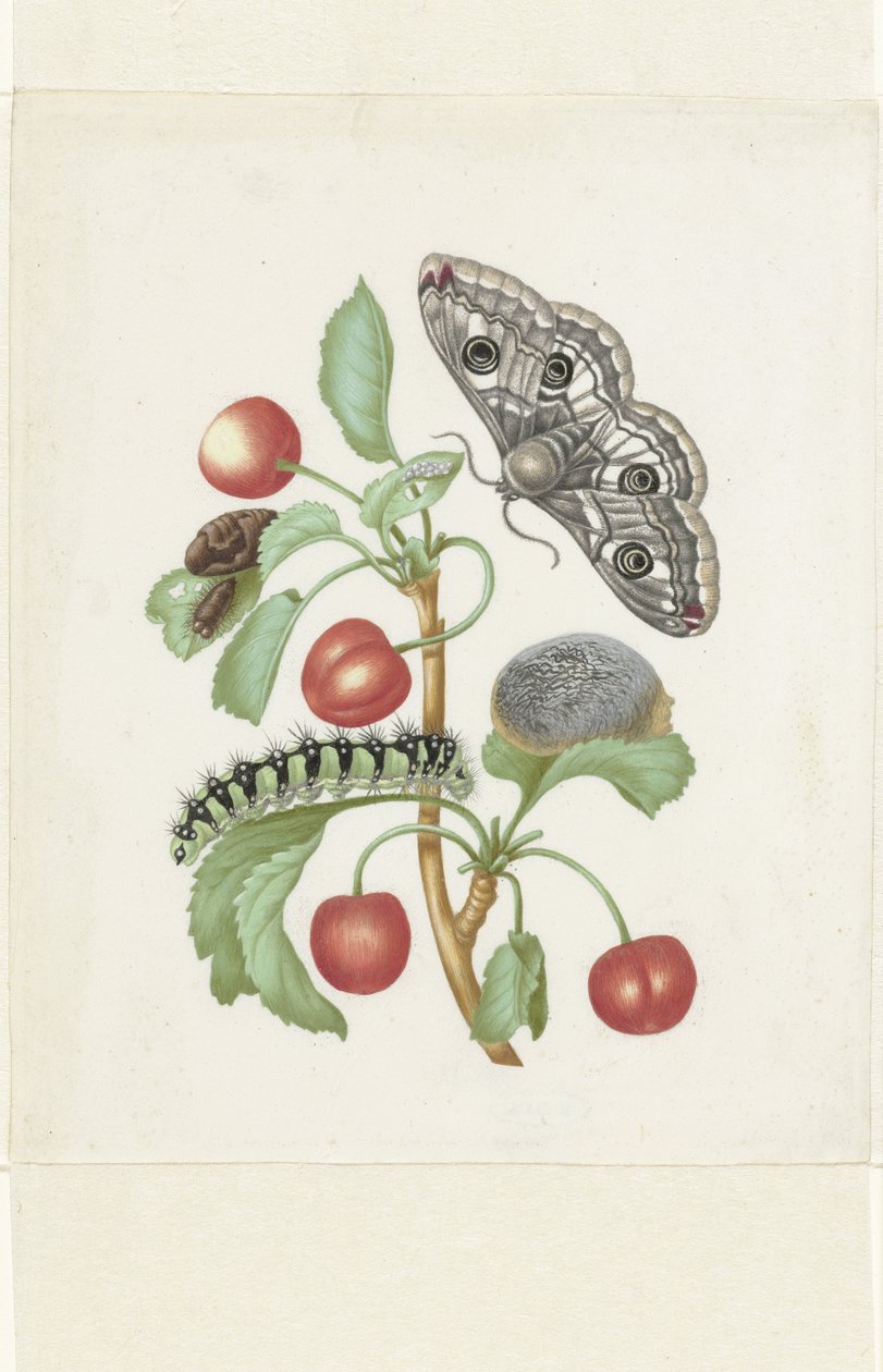 Metamorfóza malého císařského můry od Maria Sibylla Merian (workshop of)