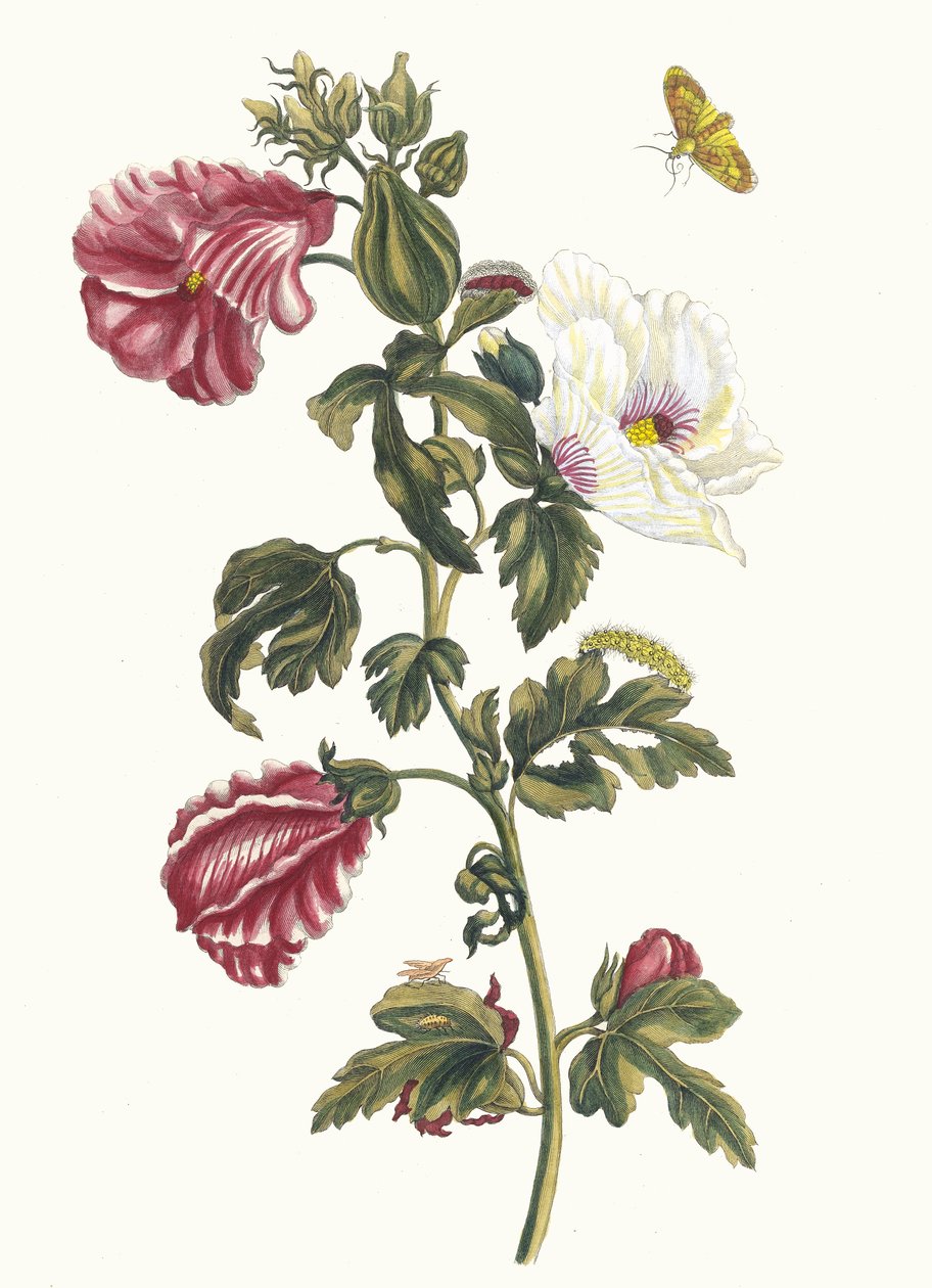 Althea. Z knihy Metamorphosis insectorum Surinamensium, 1705. od Maria Sibylla Merian