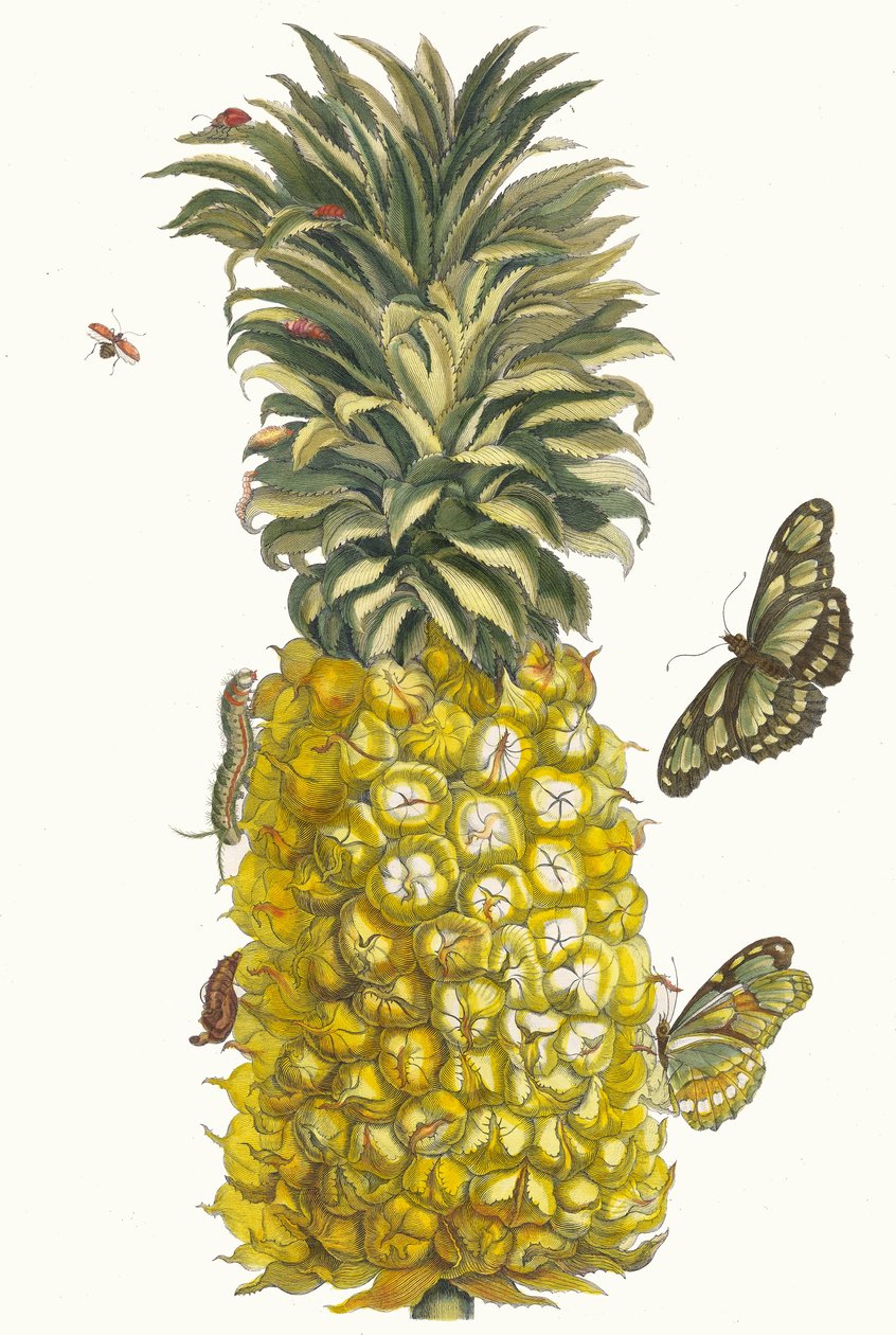 Ananas mur. Z knihy Metamorphosis insectorum Surinamensium, 1705. od Maria Sibylla Merian