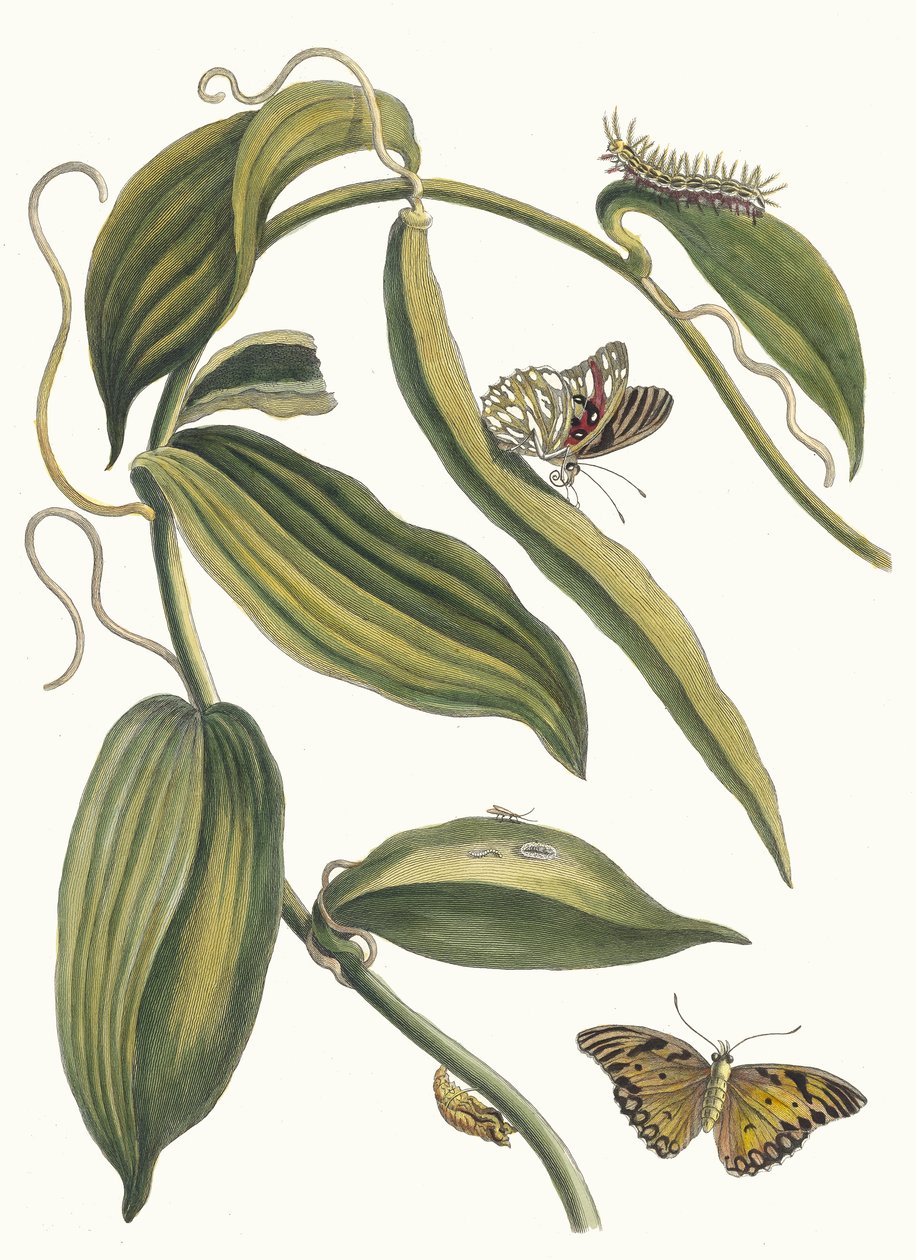 Banille. Z knihy Metamorphosis insectorum Surinamensium, 1705. od Maria Sibylla Merian