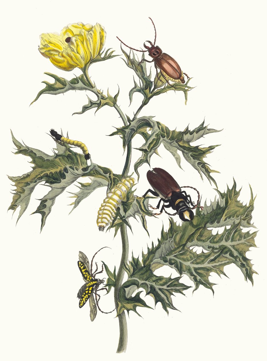 Bodlák ostnatý Z knihy Metamorfóza surinamského hmyzu, 1705. od Maria Sibylla Merian
