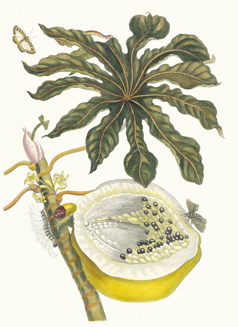 Carica papaya. Z knihy Metamorphosis insectorum Surinamensium, 1705. od Maria Sibylla Merian