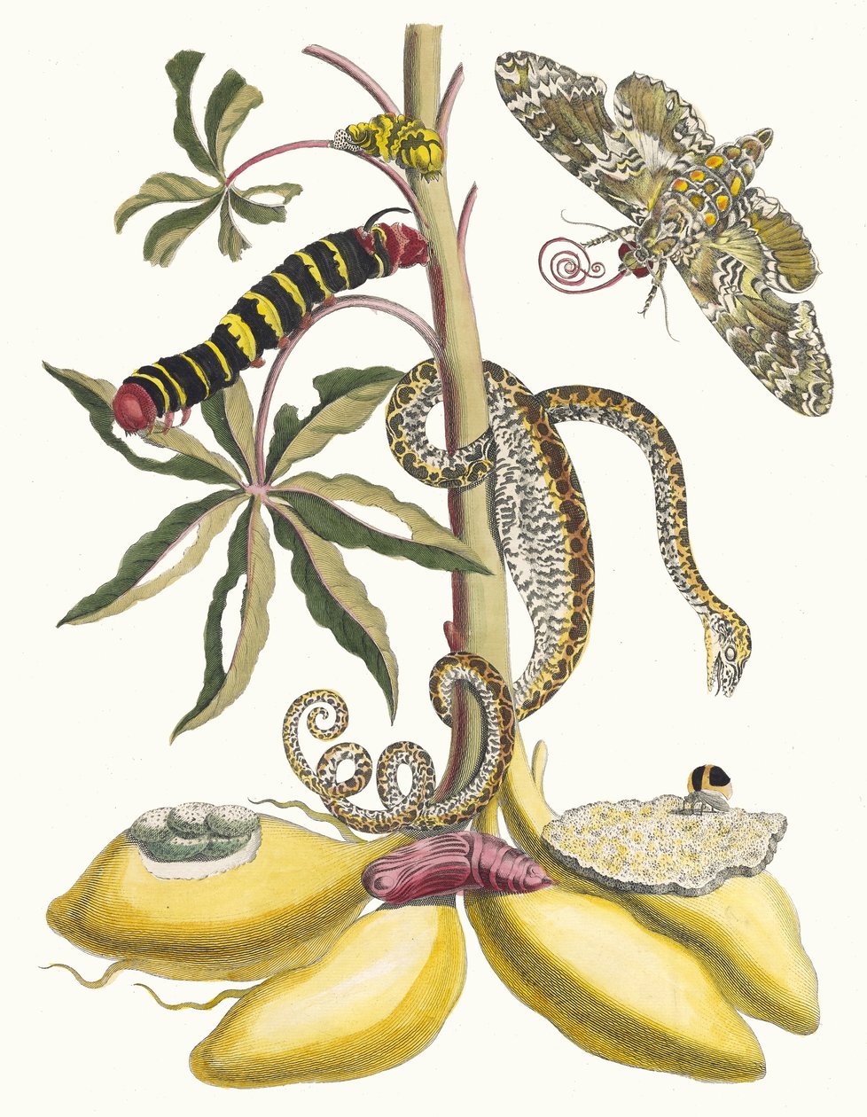 Cassave. Z knihy Metamorphosis insectorum Surinamensium, 1705. od Maria Sibylla Merian