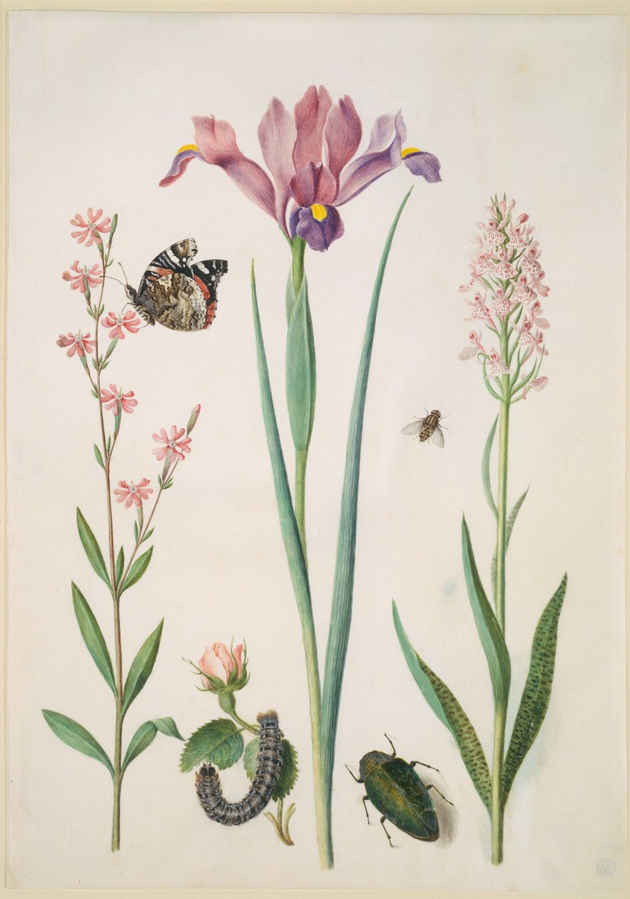 Knotovka s babočka admirál, růže s přástevníkem, kosatec, pestřenka, krascem a orchidejí od Maria Sibylla Merian