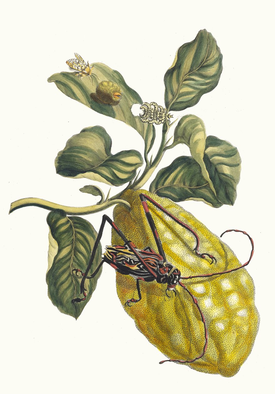 Citronier. Z knihy Metamorphosis insectorum Surinamensium, 1705. od Maria Sibylla Merian