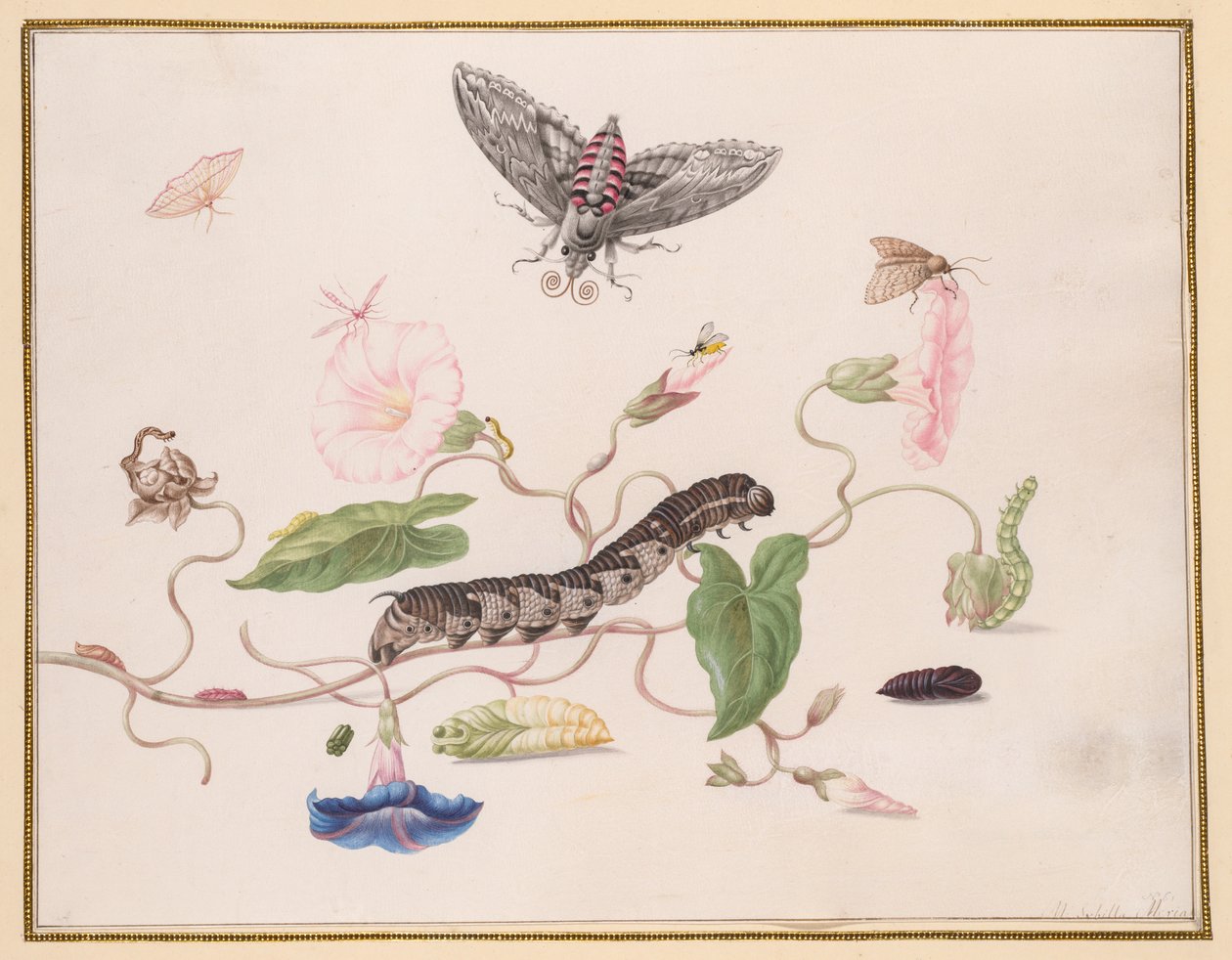Convolvulus a metamorfóza Convolvulus Hawk Moth od Maria Sibylla Merian