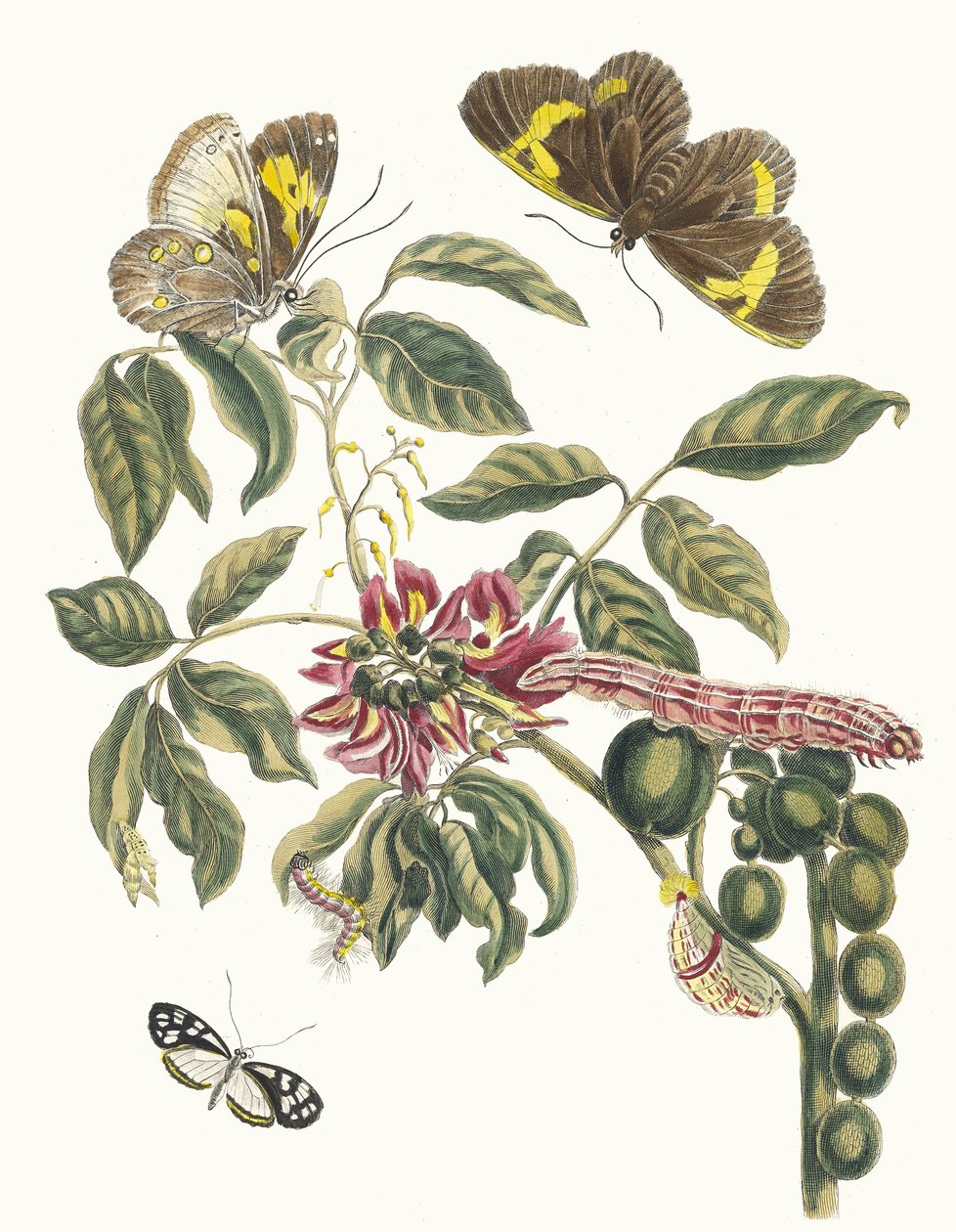 Coronilla Americana Arborescens. Z knihy Metamorfóza surinamského hmyzu, 1705. od Maria Sibylla Merian