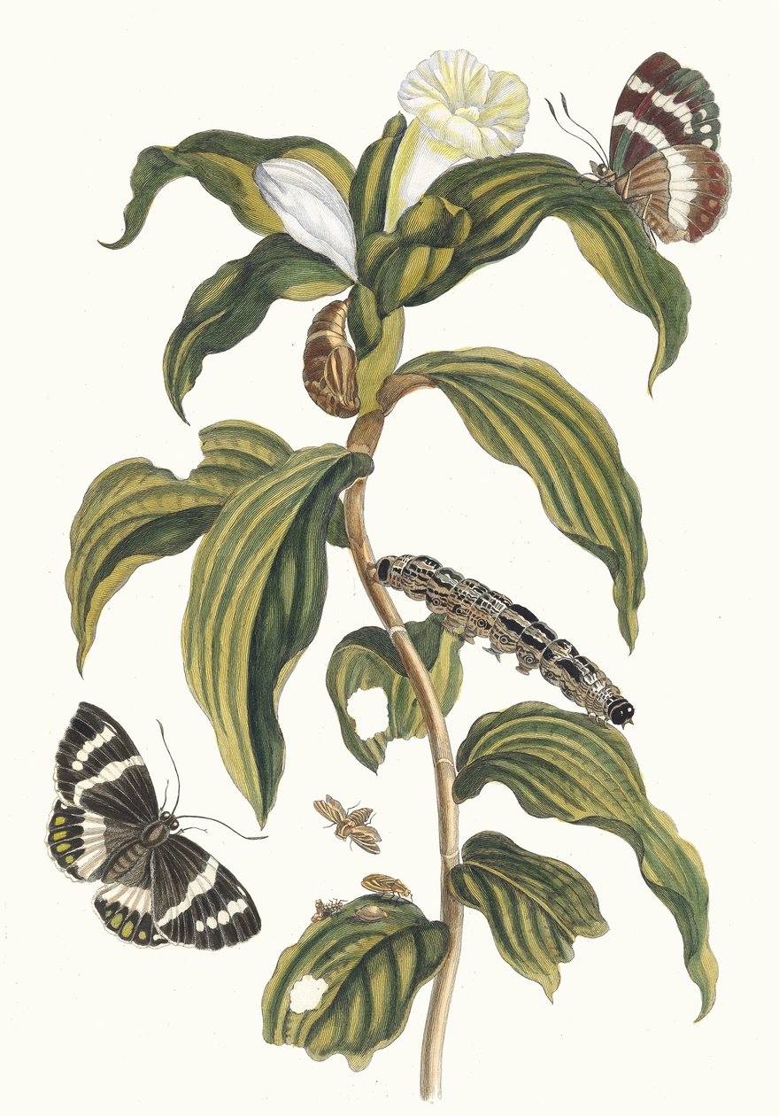 Arabské náklady. Z knihy Metamorfóza surinamského hmyzu, 1705. od Maria Sibylla Merian