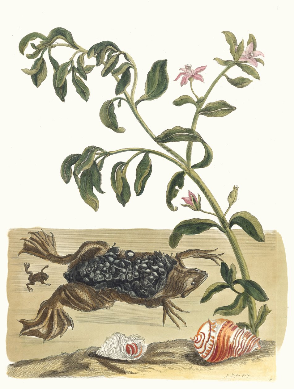 Cresson. Z knihy Metamorphosis insectorum Surinamensium, 1705. od Maria Sibylla Merian