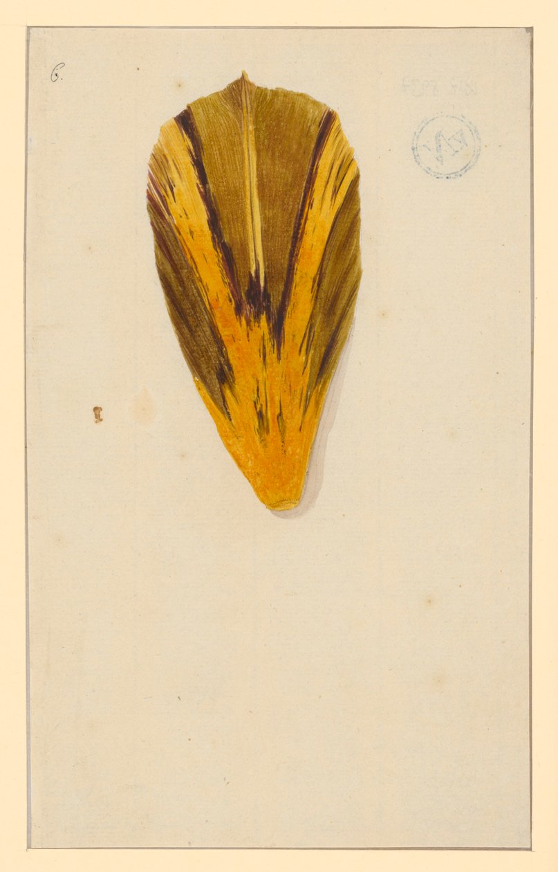 Einzelne Tulpenblätter od Maria Sibylla Merian