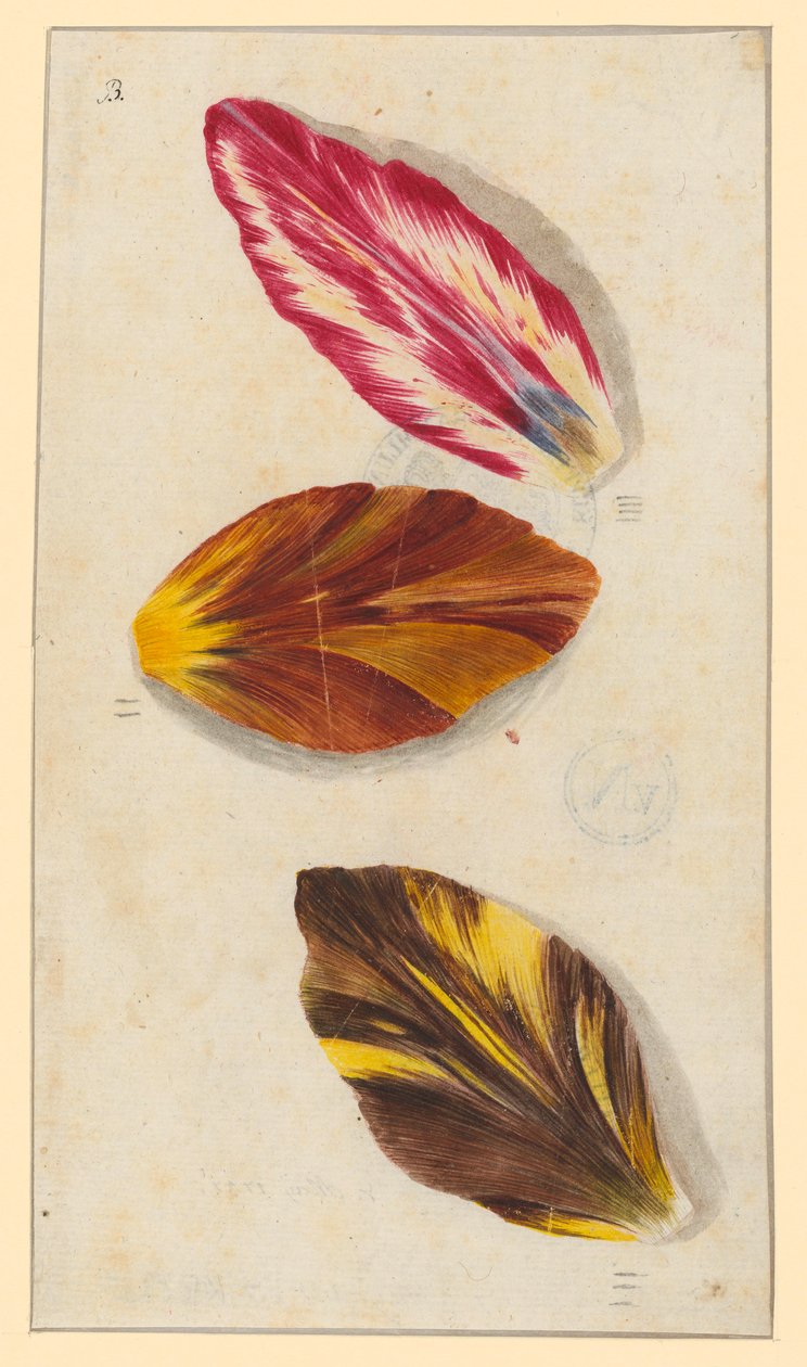Einzelne Tulpenblätter od Maria Sibylla Merian