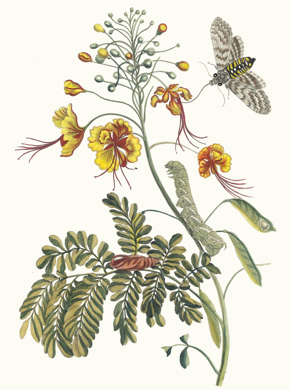 Paví květ Z knihy Metamorfóza surinamského hmyzu, 1705. od Maria Sibylla Merian