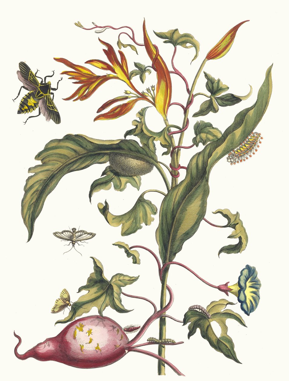 Ipomoea batatas a Heliconia psittacum. Z knihy Metamorphosis insectorum..., 1705. od Maria Sibylla Merian