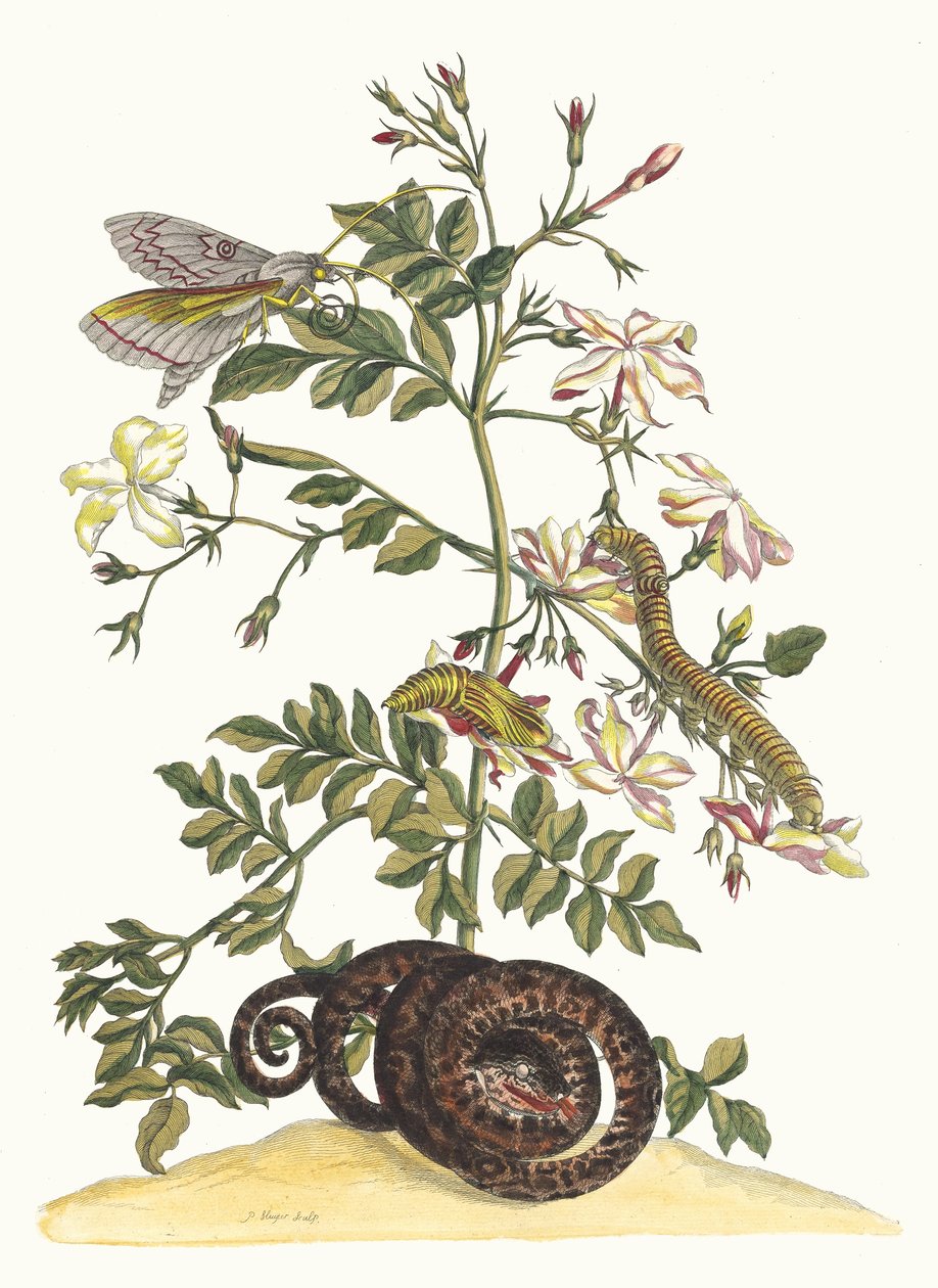 Jasminum grandiflorum. Z knihy Metamorphosis insectorum Surinamensium, 1705. od Maria Sibylla Merian