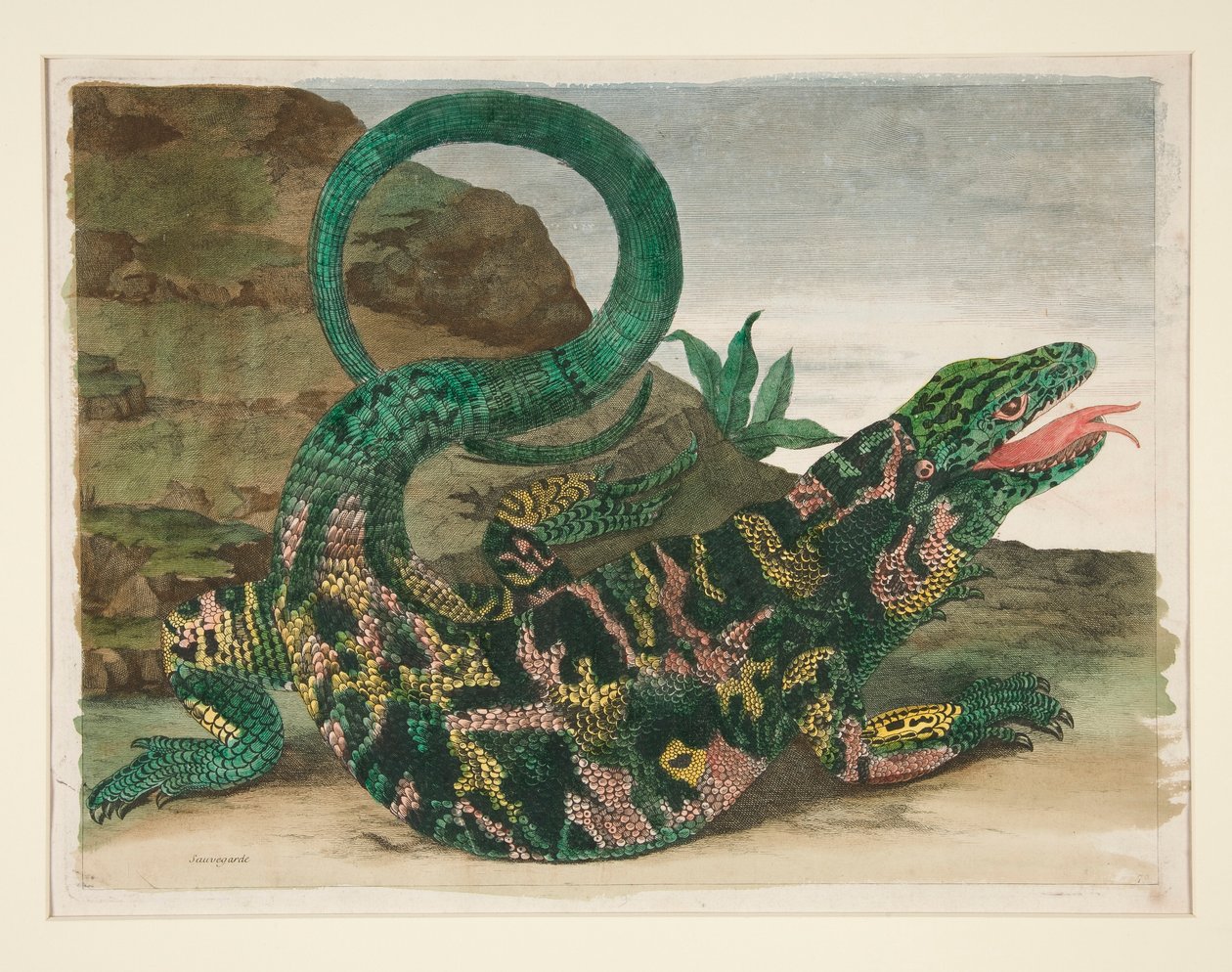 Ještěrka, z Metamorphosis Insectorum Surinamensium od Maria Sibylla Merian