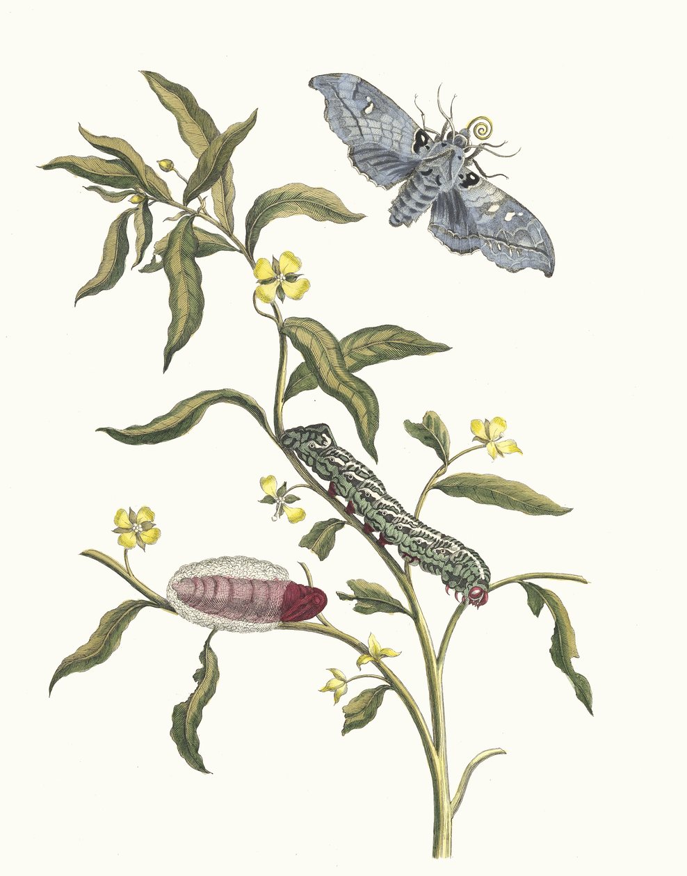 Ludwigia octovalvis. Z knihy Metamorphosis insectorum Surinamensium, 1705. od Maria Sibylla Merian