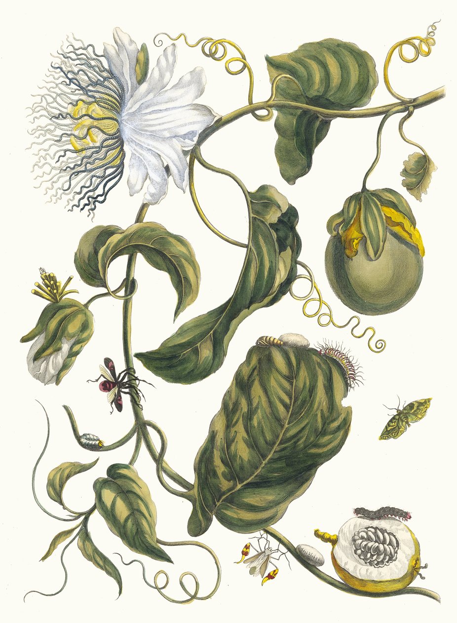 Marquiaas. Z knihy Metamorphosis insectorum Surinamensium, 1705. od Maria Sibylla Merian