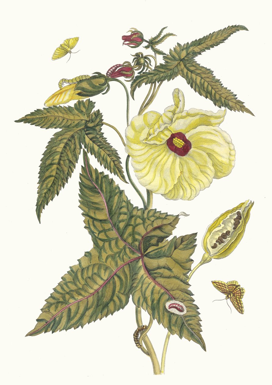 Muscus-Bloem. Z knihy Metamorphosis insectorum Surinamensium, 1705. od Maria Sibylla Merian