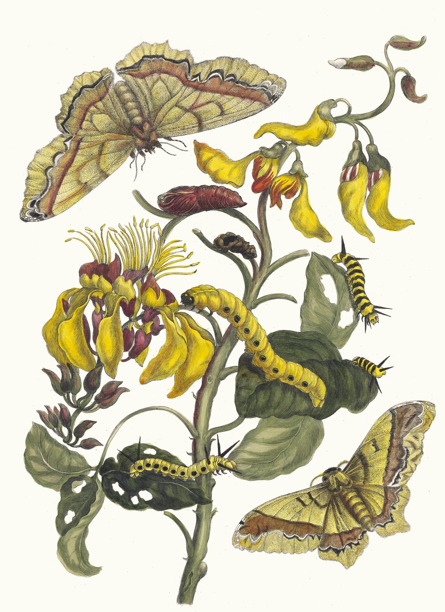 Pallisaden-bum. Z knihy Metamorphosis insectorum Surinamensium, 1705. od Maria Sibylla Merian