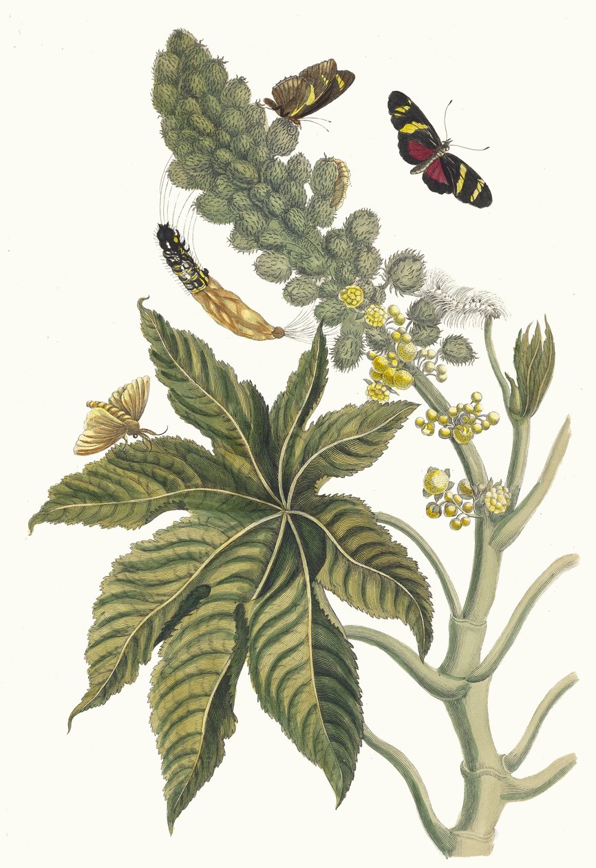 Palma Christi. From the Book Metamorphosis insectorum Surinamensium, 1705.    1193238   cs       czech Successfully Translated  Original: Ueno dierentuin Ueno Zoo (title on object) Herinneringen aan Tokyo (series title) Tokyo kaiko zue (series title) Trans od Maria Sibylla Merian