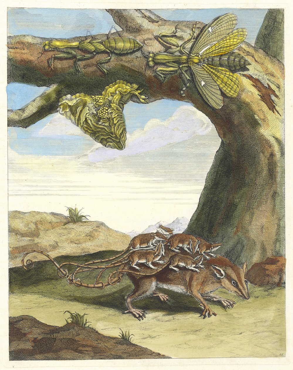 Lesní krysa. Z knihy Metamorphosis insectorum Surinamensium, 1705. od Maria Sibylla Merian