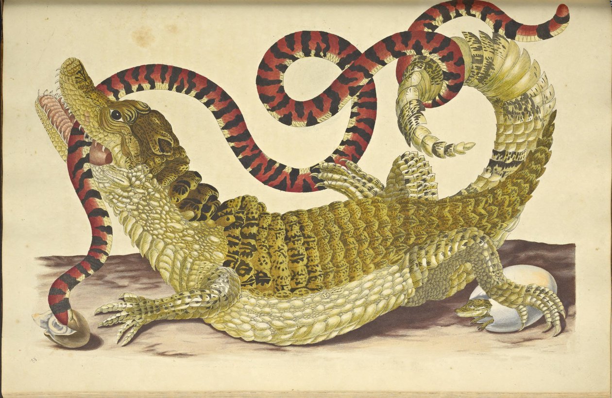 Kajman brýlatý Krokodýl kajman a falešný korálový had, 1705. od Maria Sibylla Merian