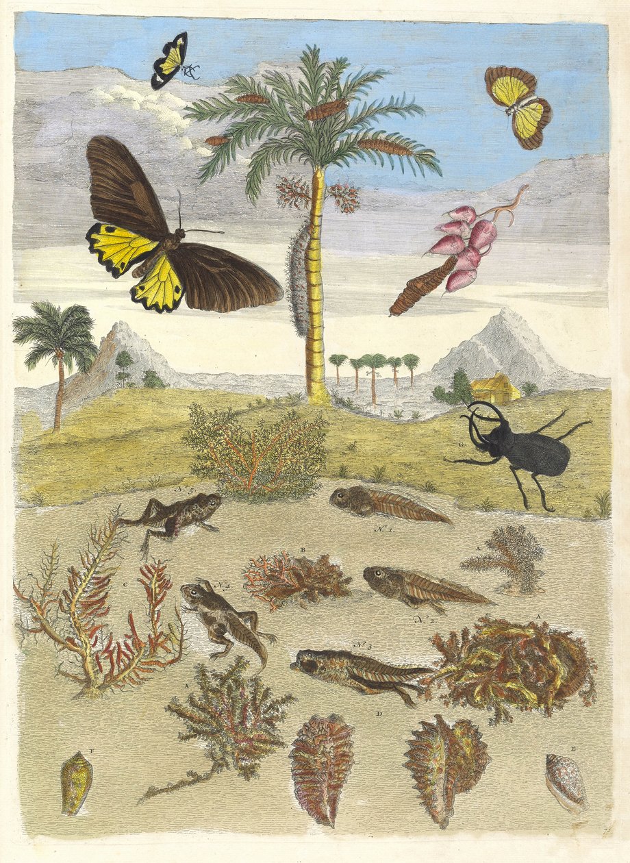 Roháč, obojživelníci a palmy. Z knihy Metamorphosis insectorum..., 1705. od Maria Sibylla Merian