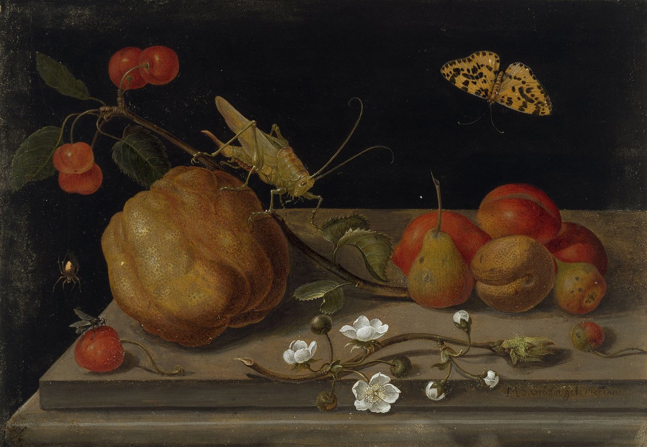 Zátiší s ovocem, kobylkou a motýlem, mezi 1670 a 1680. od Maria Sibylla Merian