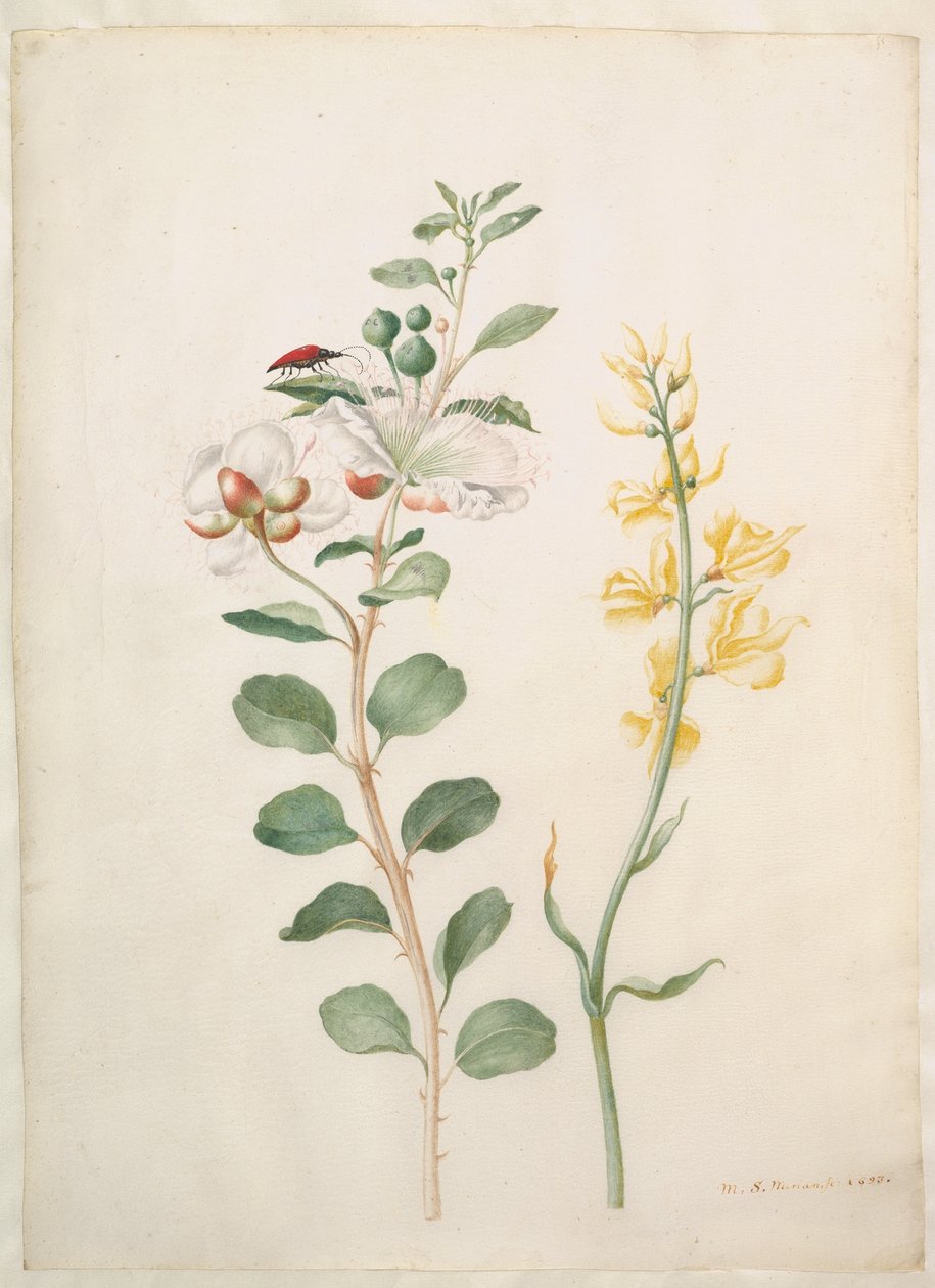 Studie kapar, hlodáše a brouka od Maria Sibylla Merian